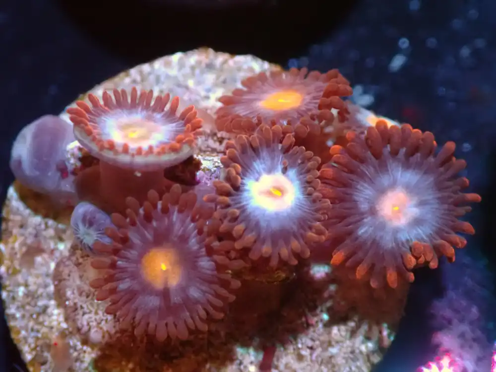 CSC Mystique Zoas 7/18/24 - Coral's Coral Live