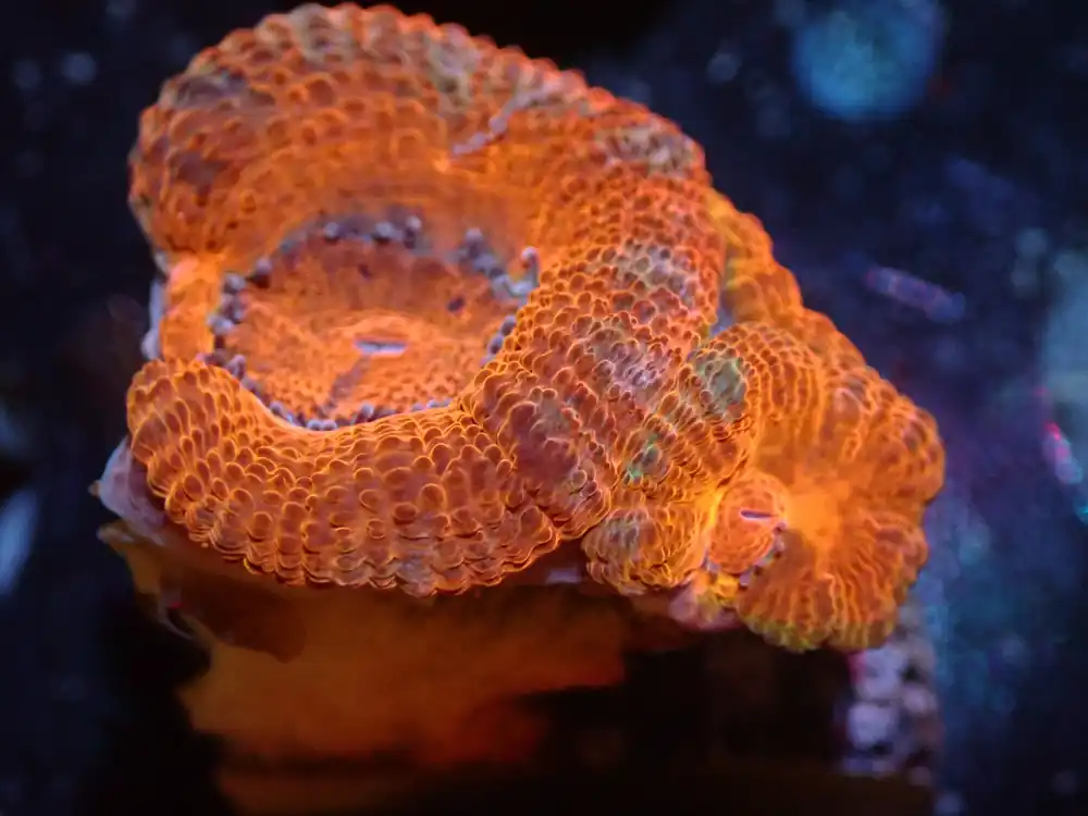 CSC Orange/Green Acan 7/18/24 - Coral's Coral Live