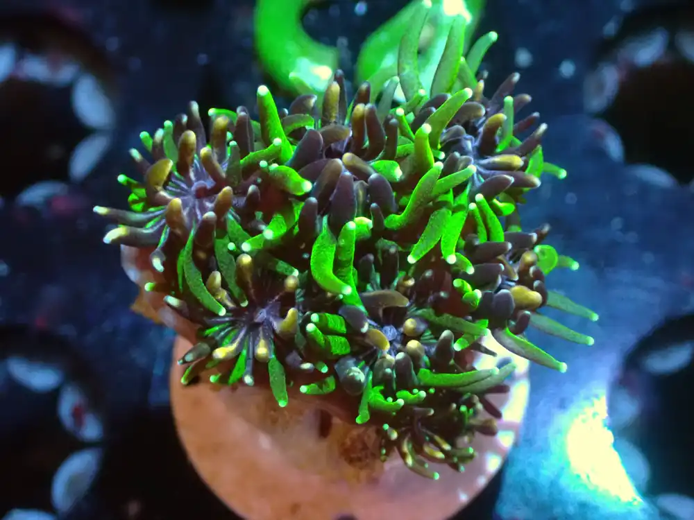 CSC Sonic The Hedge Hog Galaxia 7/18/24 - Coral's Coral Live