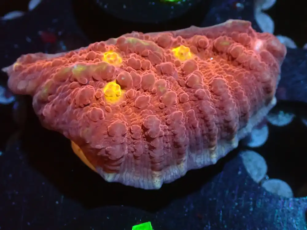 CSC Orange Eye Chalice 7/18/24 - Coral's Coral Live