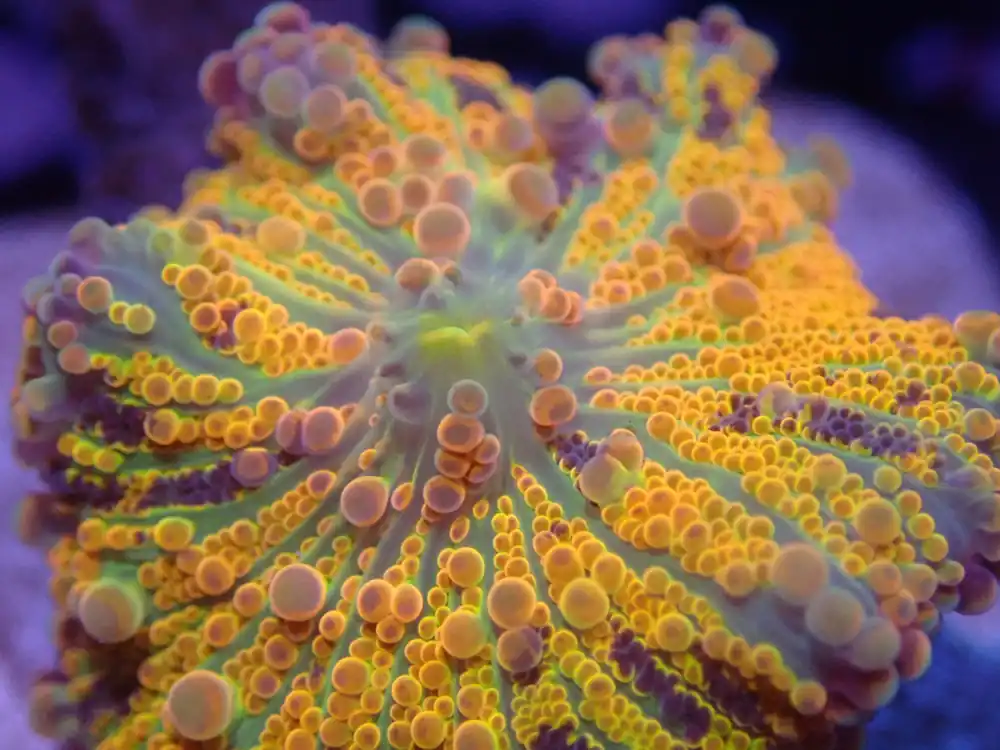Yellow Rainbow Ricordea Yuma Mushroom - Coral's Coral Auction