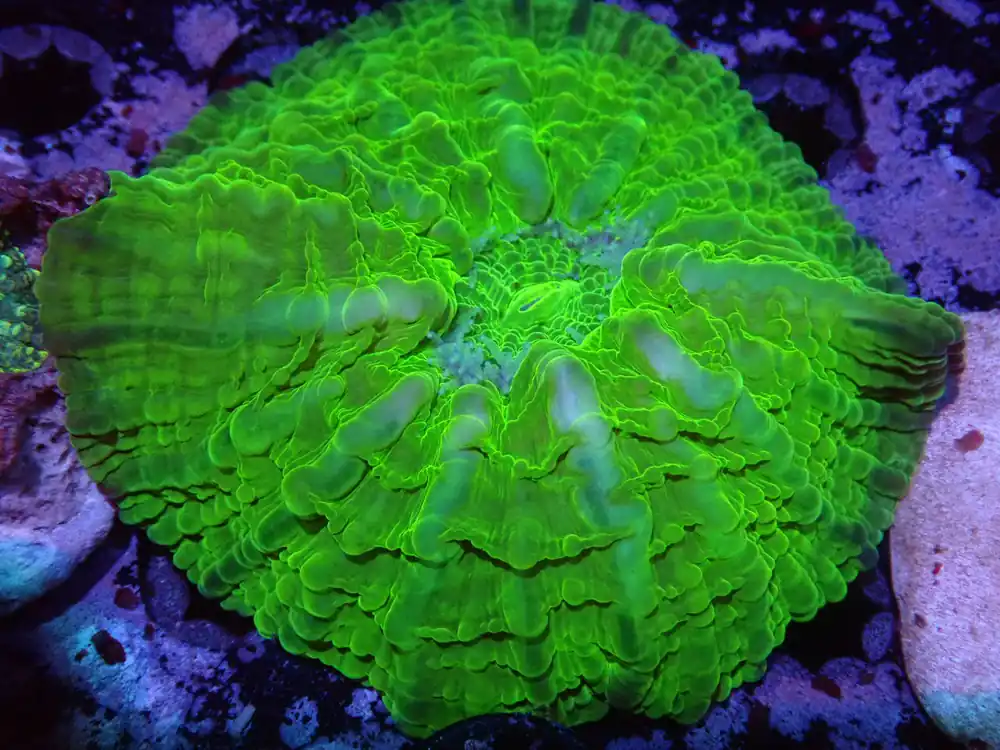 Green Indophyllia - Coral's Coral Auction
