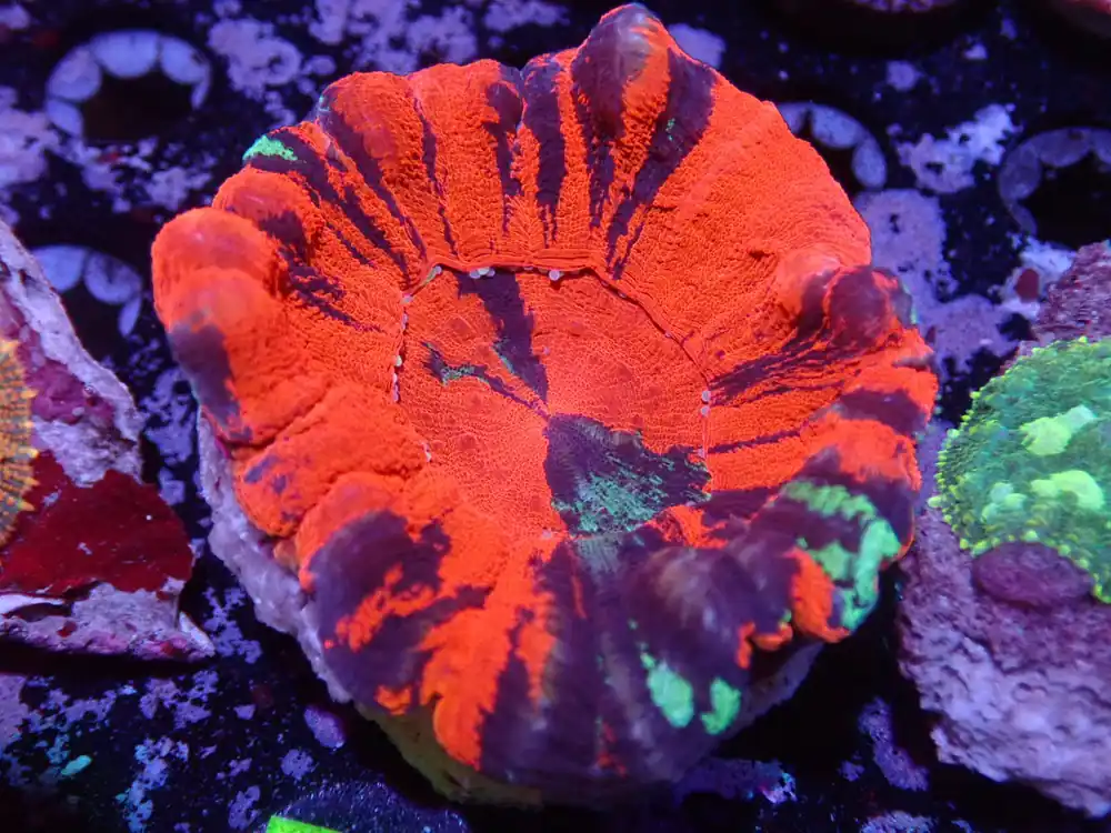 Warpaint Scolymia - Halloween Sale
