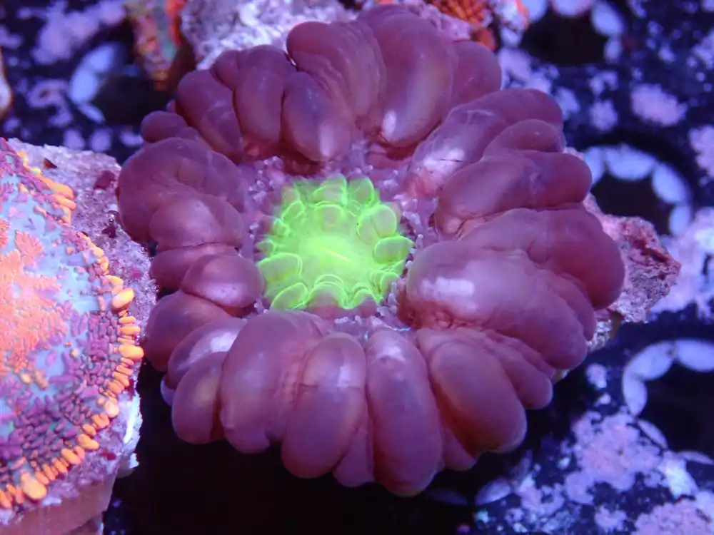 Purple with Green Center Cynarina - Coral's Coral Auction