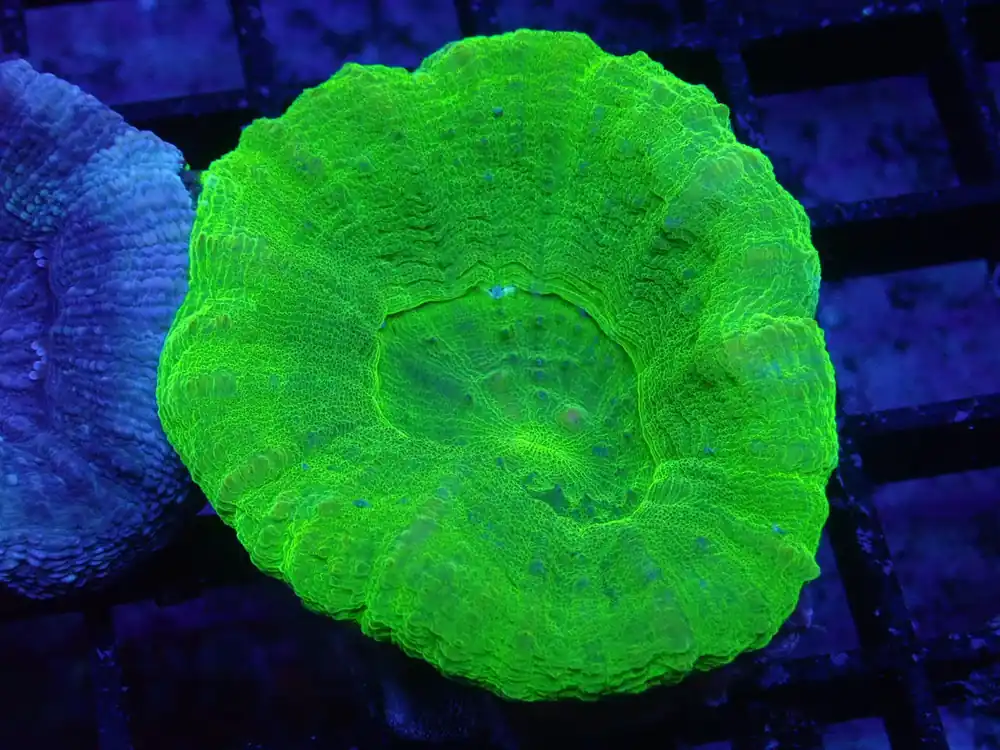 Green Scolymia - Coral's Coral Auction