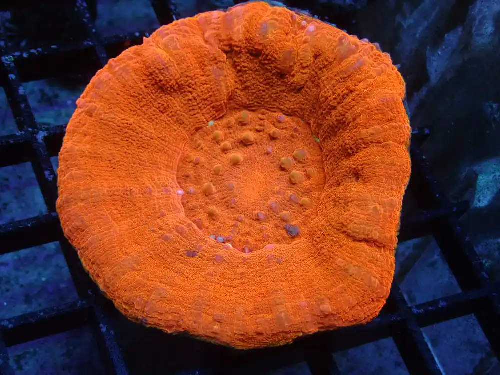 Red Scolymia - Coral's Coral Auction