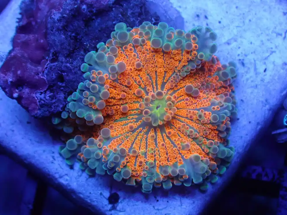 Orange with Blue Rim Yuma - Coral's Coral Auction