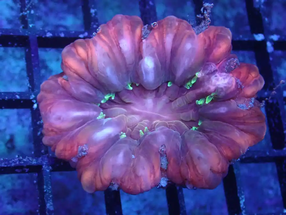 Pink and Purple with Green Tentacles Cynarina - Halloween Sale