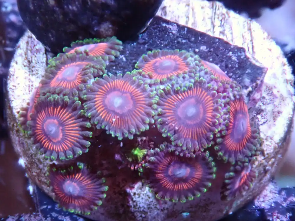 CC Cherry Bomb Zoas - Halloween Sale