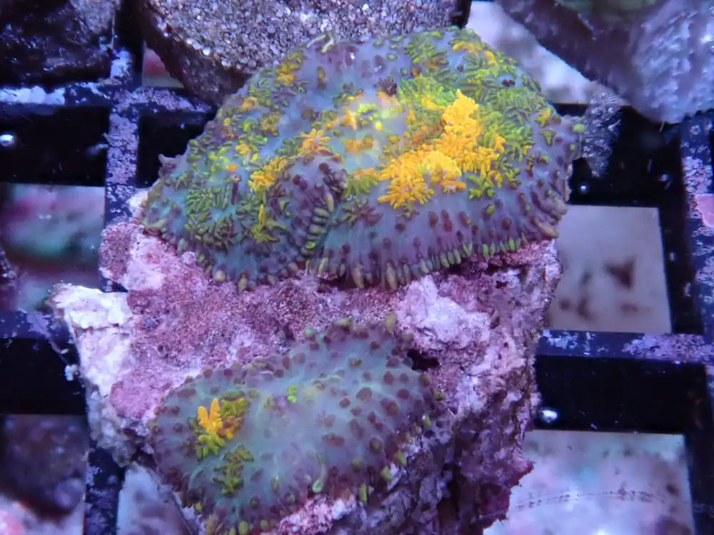 Twin Gold Spot Rhodactis Mushroom - Halloween Sale