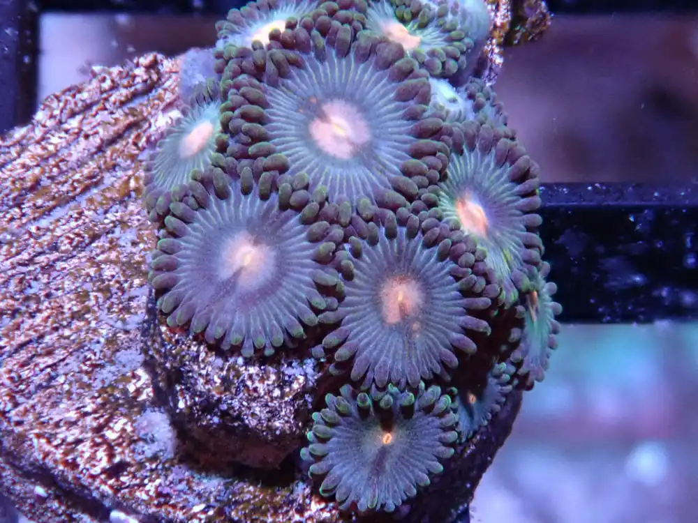Green and Gold Zoas - Halloween Sale
