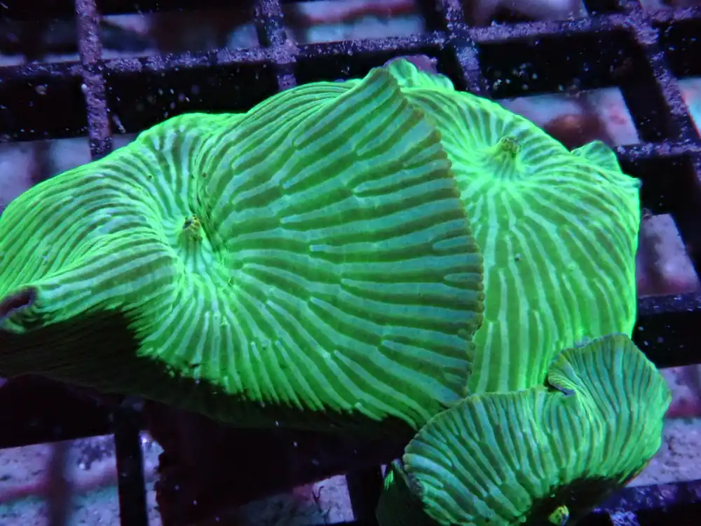 Green Watermelon Discosoma Mushrooms - Halloween Sale