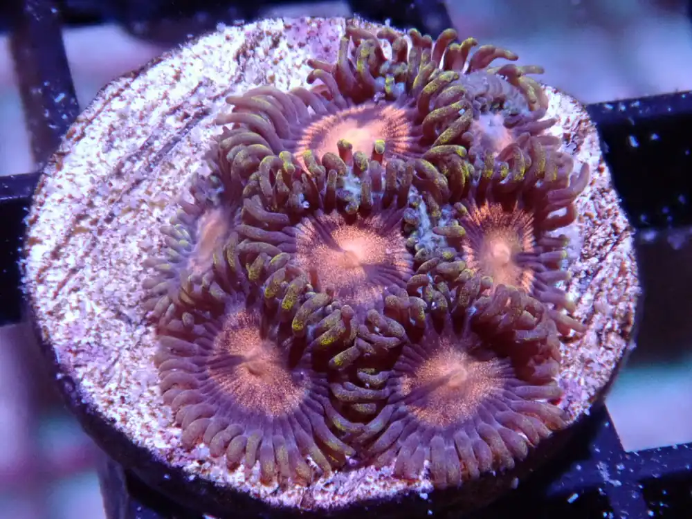 CC Black Hole Zoas - Halloween Sale