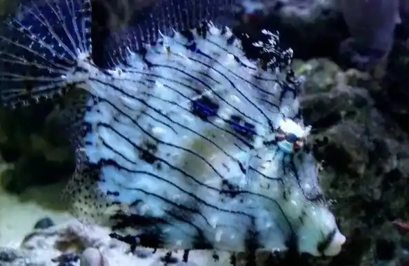 Tassled Filefish - qm