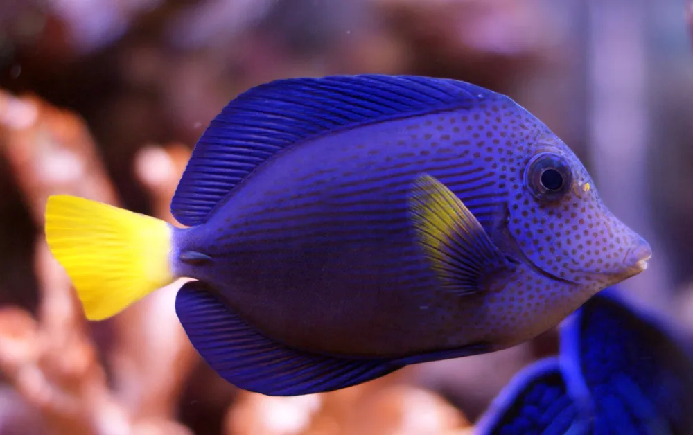 Purple Tang - qm