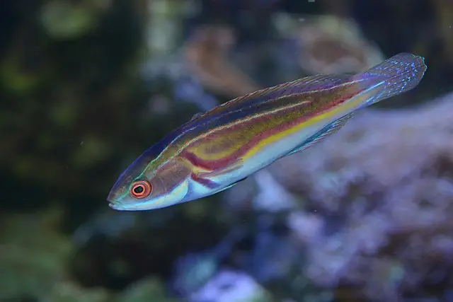 Laboute's Fairy Male Wrasse - qm