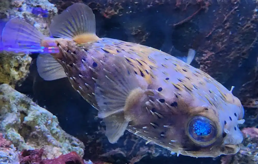 Longspined Porcupine Puffer :: East Americas - qm