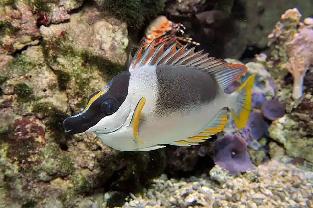 Magnificent Foxface Rabbitfish :: Eastern Asia - qm