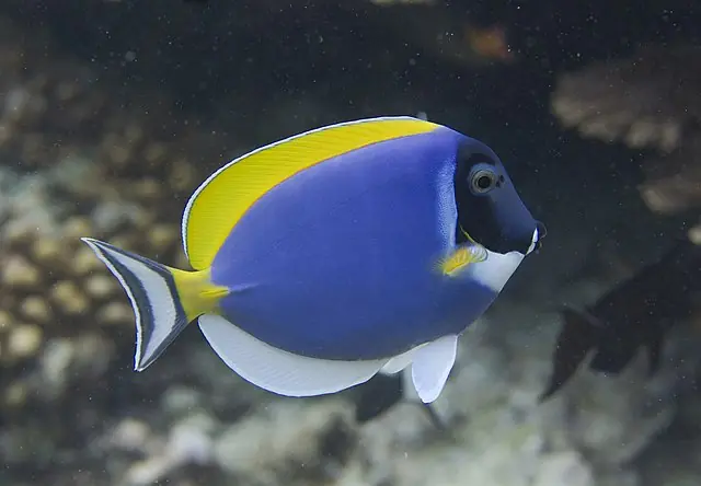 Powder Blue Tang :: Eastern Asia - qm