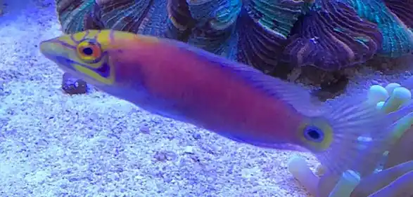Mystery Wrasse - qm