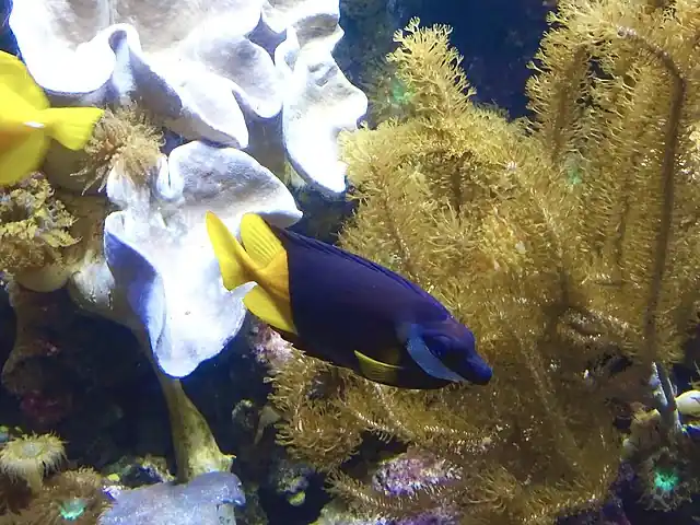 Bicolor Foxface Rabbitfish - qm