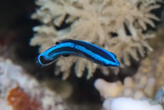 Cleaner Four Line Wrasse - qm