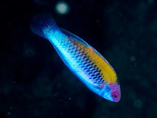 Orange Fairy Wrasse - qm