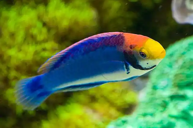 Solorensis Fairy Wrasse - qm