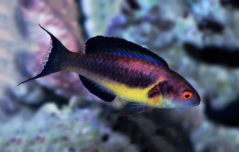 Dusky Fairy Wrasse - qm