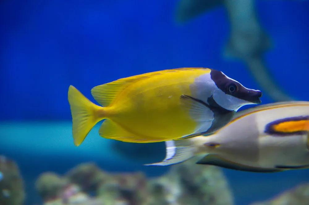 Foxface Rabbitfish - qm