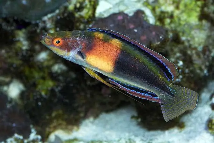 Girdled Fairy Wrasse - qm