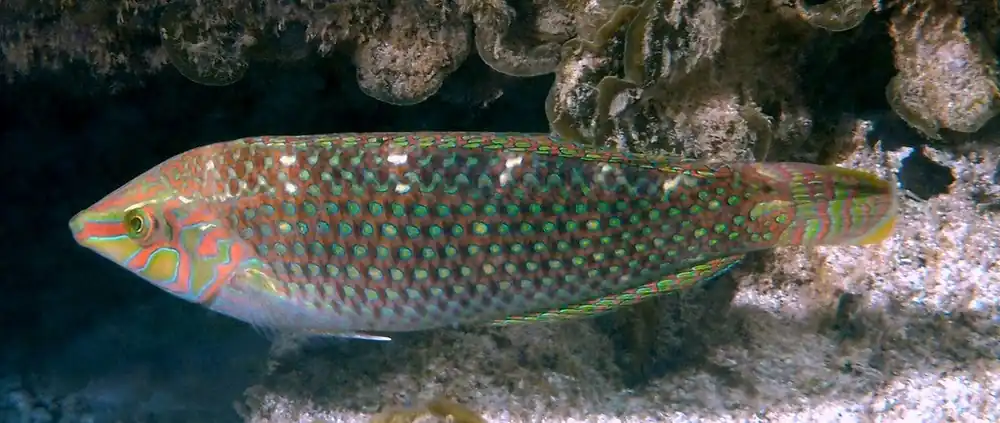 Argus Wrasse :: South Asia - qm