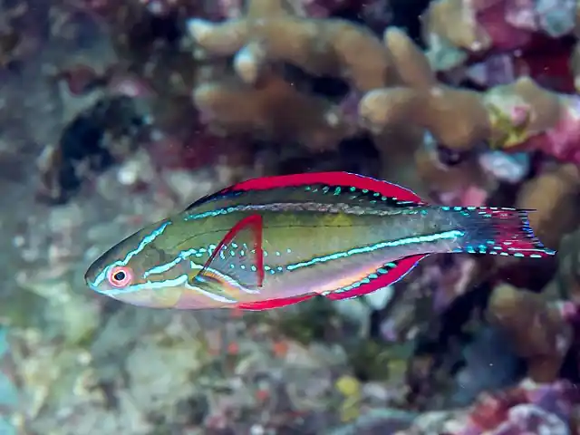 Exquisite Male Wrasse - qm