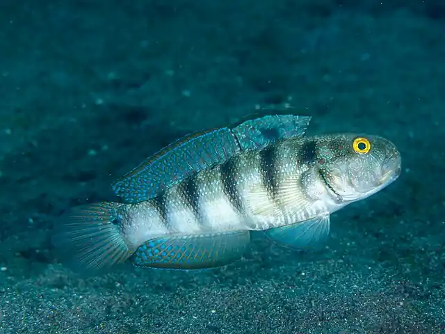 Sphynx Sand-Sifting Goby