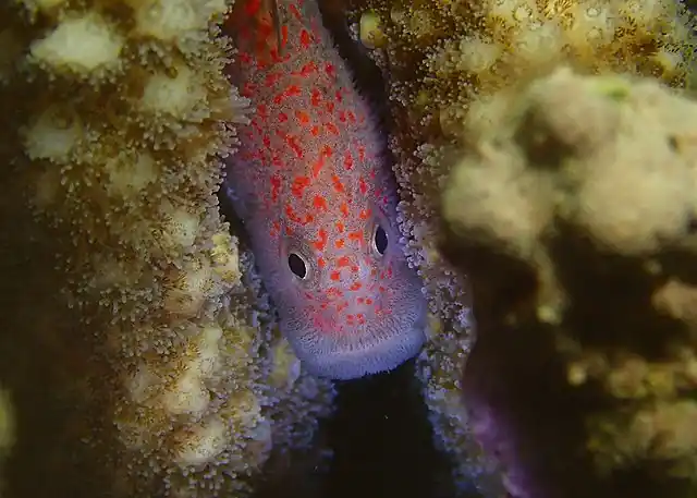 Gumdrop Spotted Croucher Goby - qm