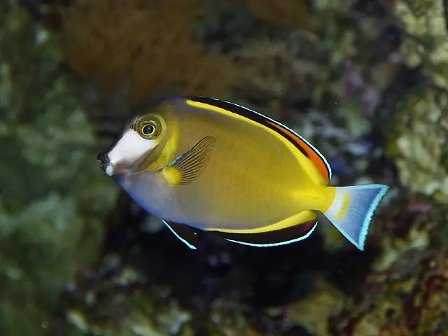 Powder Brown Tang - qm
