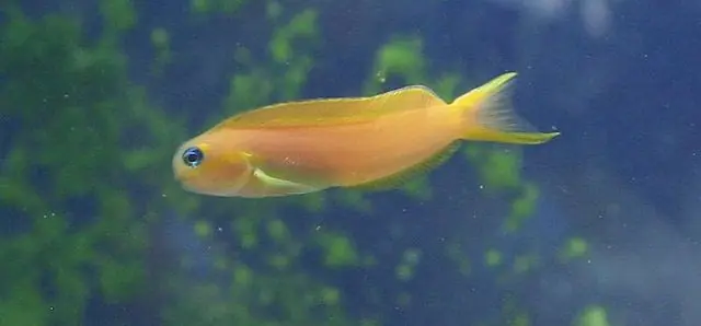 Midas Blenny :: South Asia - qm