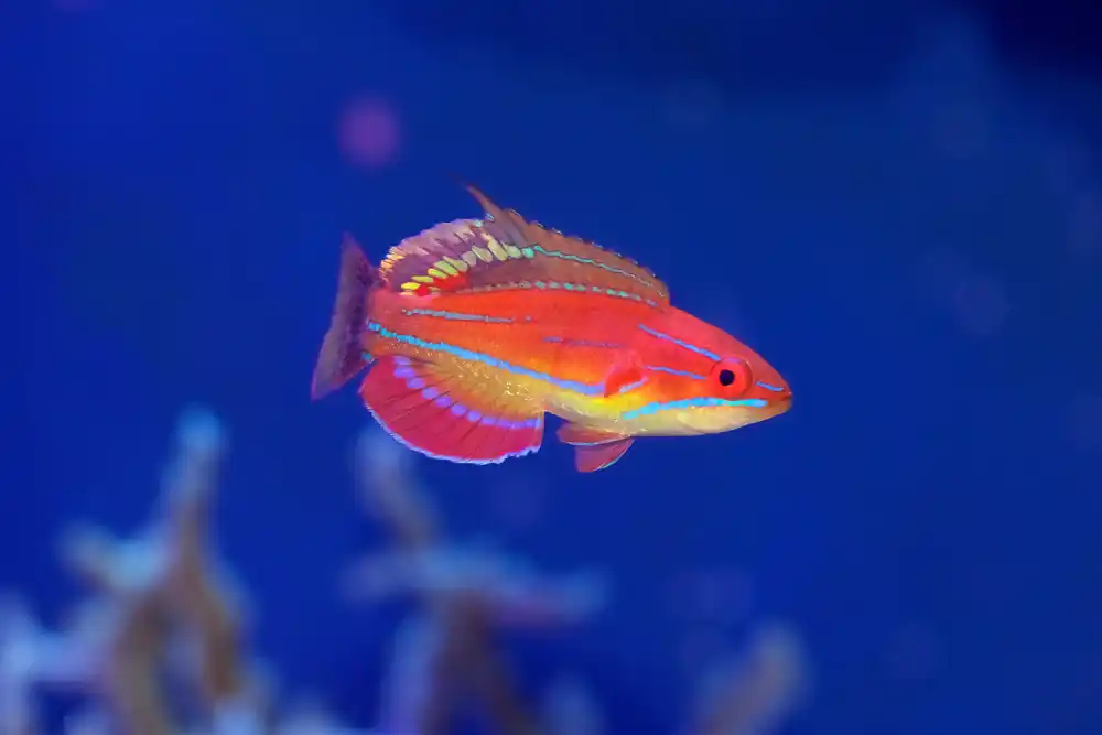 McCosker Flasher Wrasse - qm