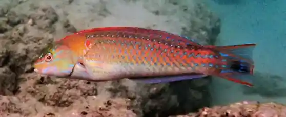 Chameleon Wrasse - qm