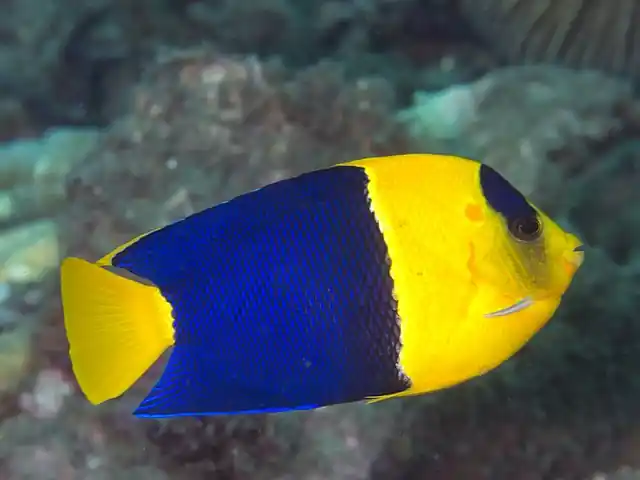 Bicolor Angel - qm