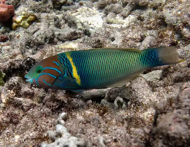 Goldbar Wrasse - qm