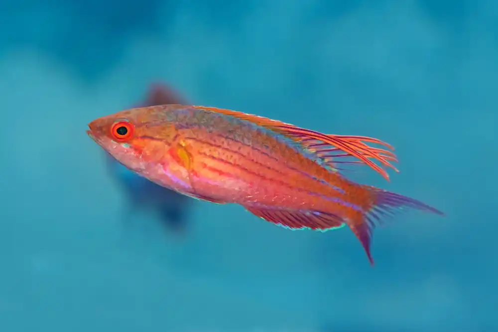 Filamented Wrasse - qm