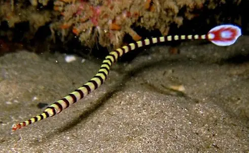 Banded Pipefish - qm