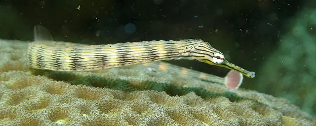 Dragonface Pipefish :: Eastern Asia - qm