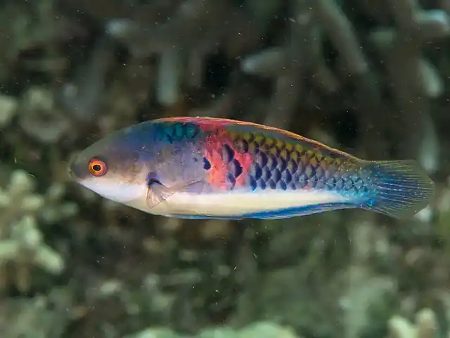 Blueside Fairy Wrasse - qm