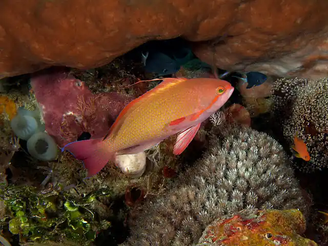 Red Lyretail Anthias - qm