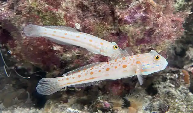 Watchman Diamond Goby - qm