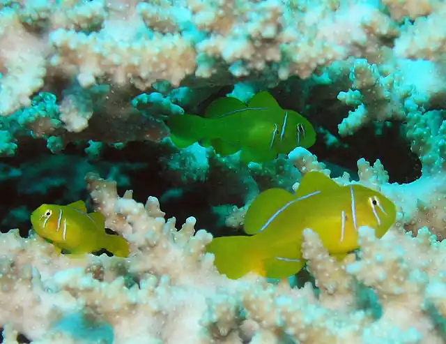 Citron Clown Goby - qm