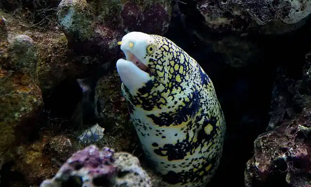 Starry Snowflake Eel - qm