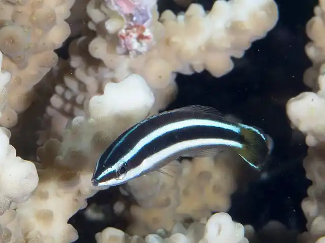 Julii Cleaner Wrasse - qm
